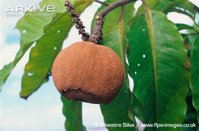 Bertholletia excelsa